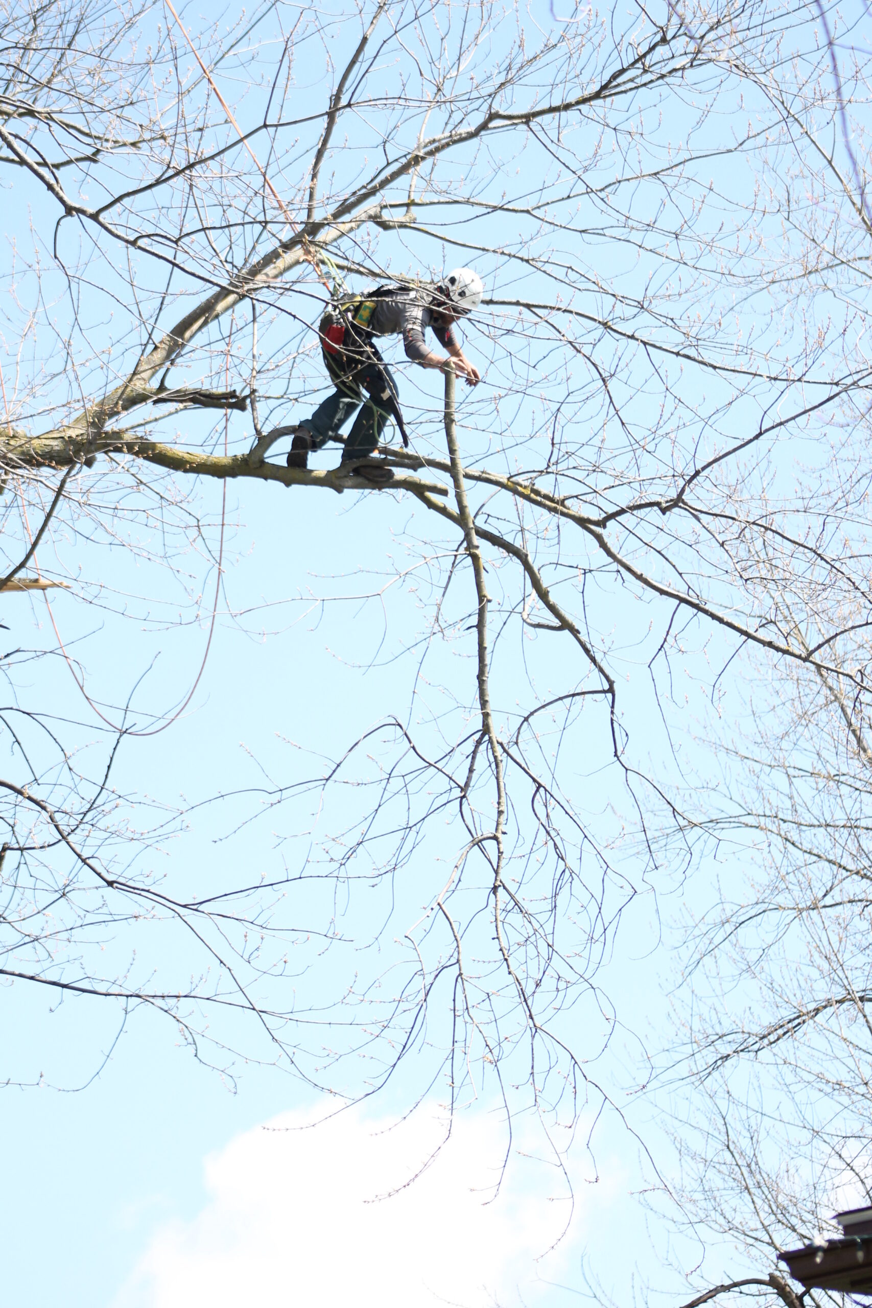 Man removing branches during a crown reduction