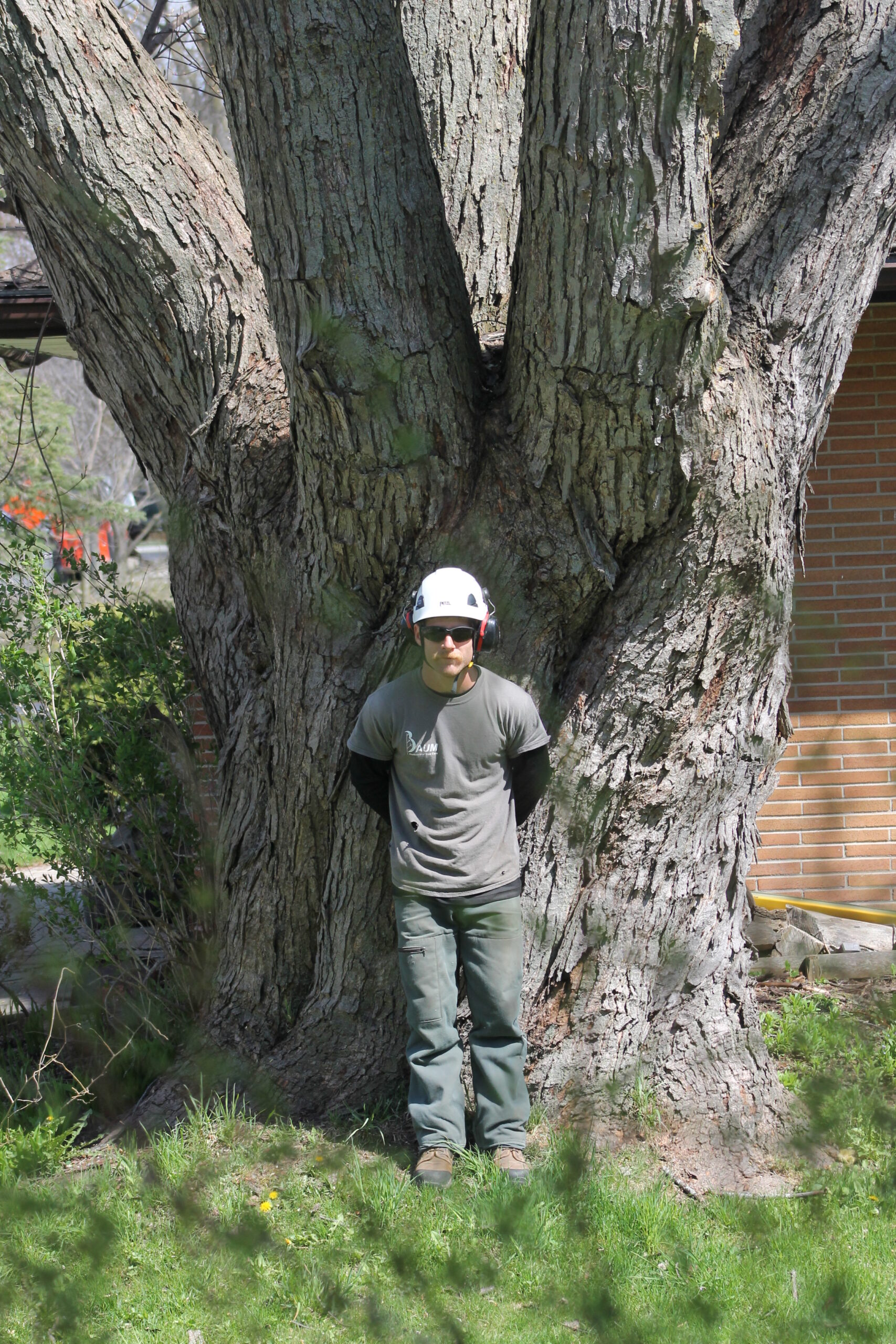 Experienced arborist at Baum Tree Care preparing for a crown reduction