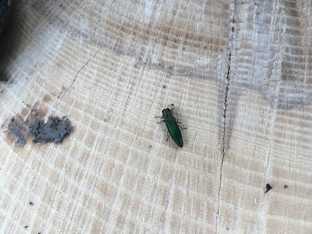 Emerald ash borerbeetle on ash tree in Ontario