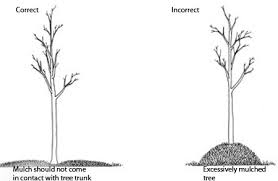 Diagram of good vs. bad mulching practices